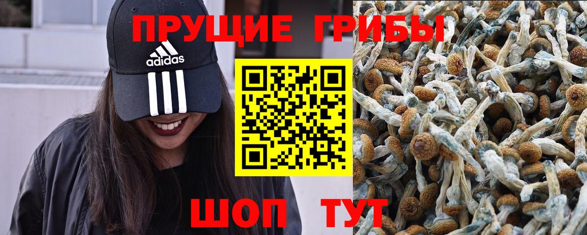 Псилоцибиновые грибы Psilocybe Лабытнанги